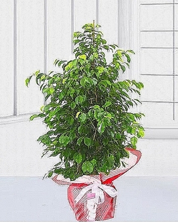 ficus benjamin